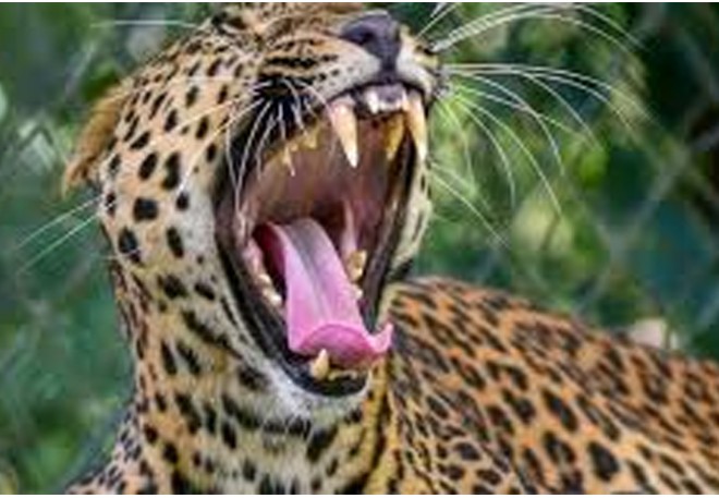 Breaking: Leopard attacks Tirumala Pligrims