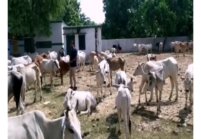 100 cows dead in Vijayawada gaushala