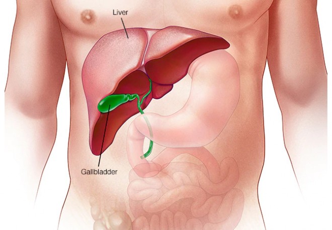  The main causes of liver damage are 