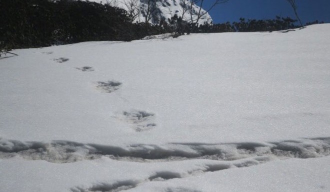 Indian Army finds the abominable snowman in the Himalayas