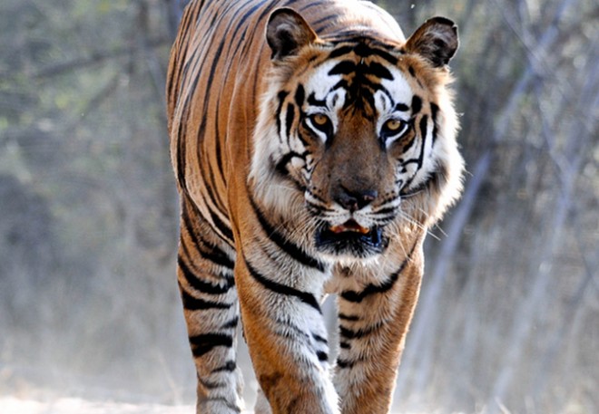 Today is World Tiger Day