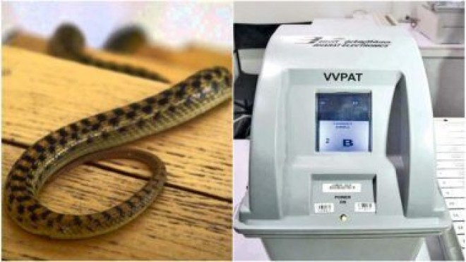 Snake inside VVPAT machine holds up polling 