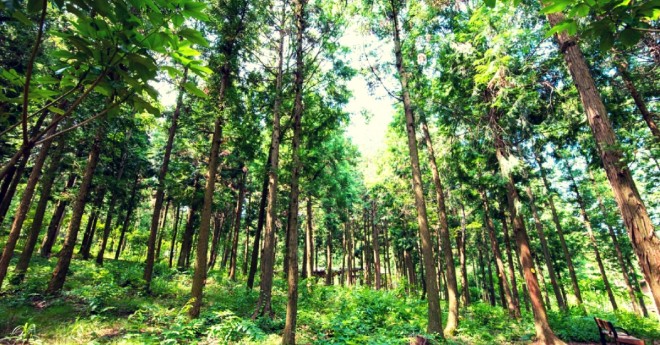 Indias forest cover went green numerically
